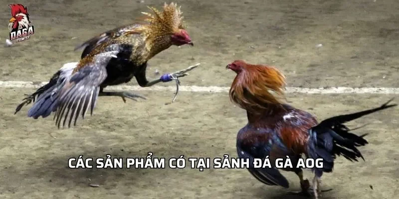 Sảnh Đá Gà AOG - Hành Trình Giải Trí Đỉnh Cao Cho Người Mới 3 Các sản phẩm có tại sảnh đá gà AOG