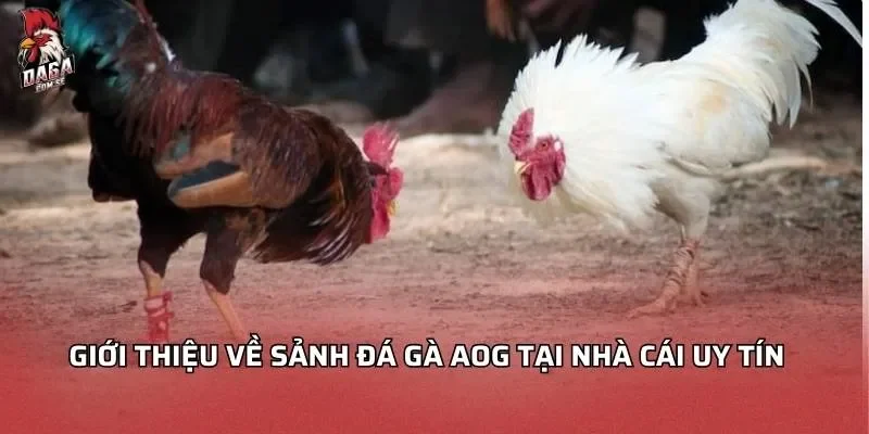Sảnh Đá Gà AOG - Hành Trình Giải Trí Đỉnh Cao Cho Người Mới 2 Giới thiệu về sảnh đá gà AOG tại nhà cái uy tín