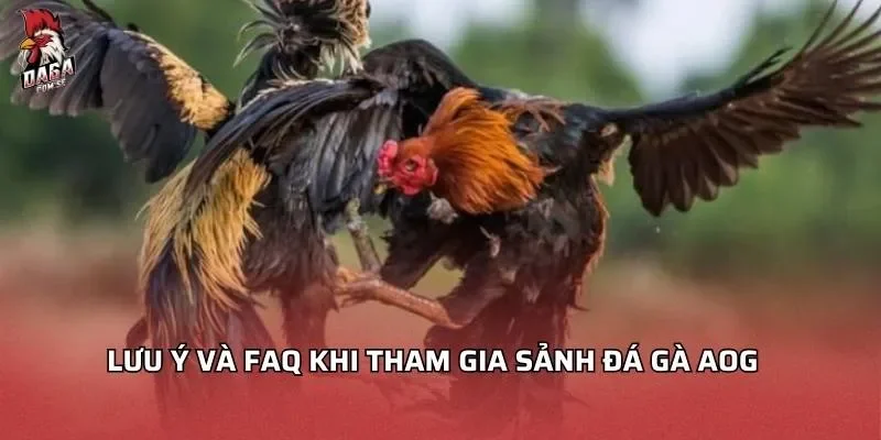 Sảnh Đá Gà AOG - Hành Trình Giải Trí Đỉnh Cao Cho Người Mới 4 Lưu ý Và FAQ khi tham gia sảnh đá gà AOG