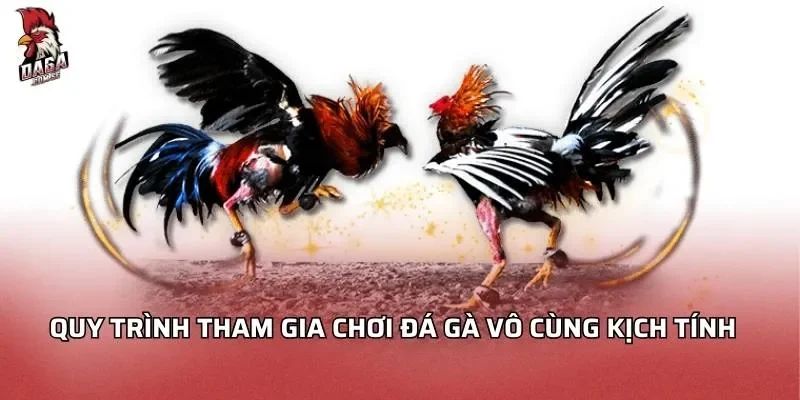 Quy trình tham gia chơi đá gà vô cùng kịch tính