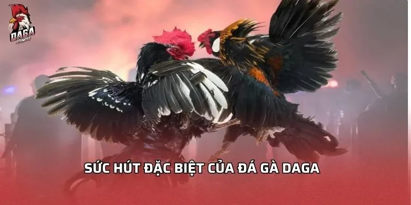 Sức hút đặc biệt của đá gà DAGA